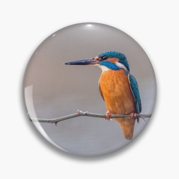 Item preview, Common Kingfisher designed and sold by Steve Liptrot Photography.