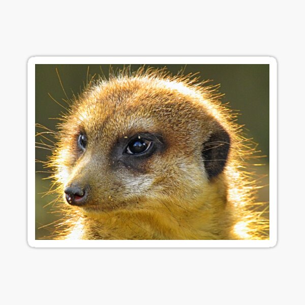 Meerkat Sticker