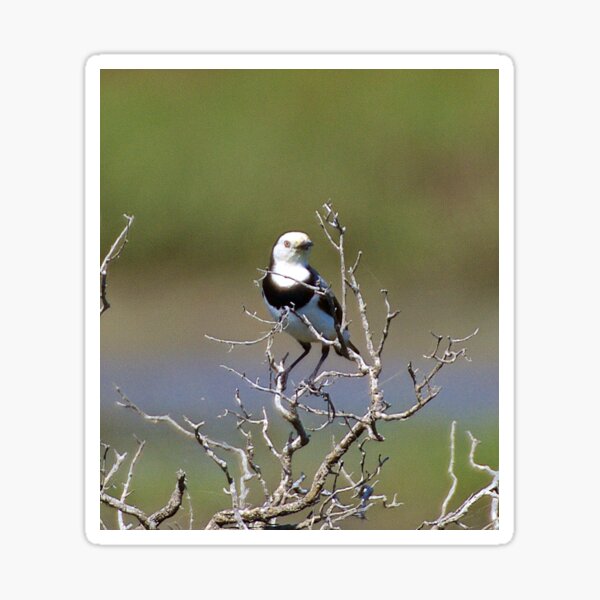 CHAT ~ White-fronted Chat MRc6tRge by David Irwin Sticker