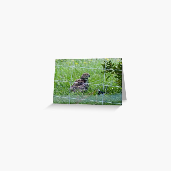 RAPTOR ~ Brown Goshawk PG9FJQNE Magpie in Grass by David Irwin Greeting Card