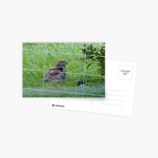 Brown Goshawk, Magpie Postcard