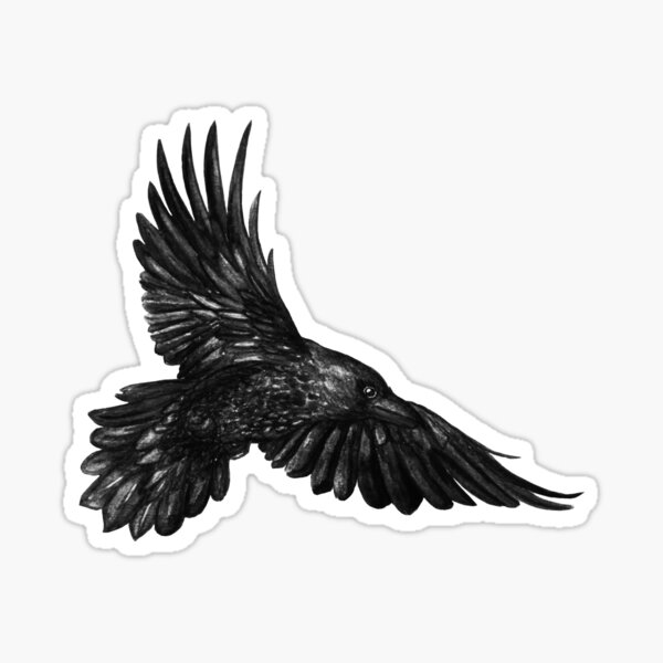 Raven in flight Sticker