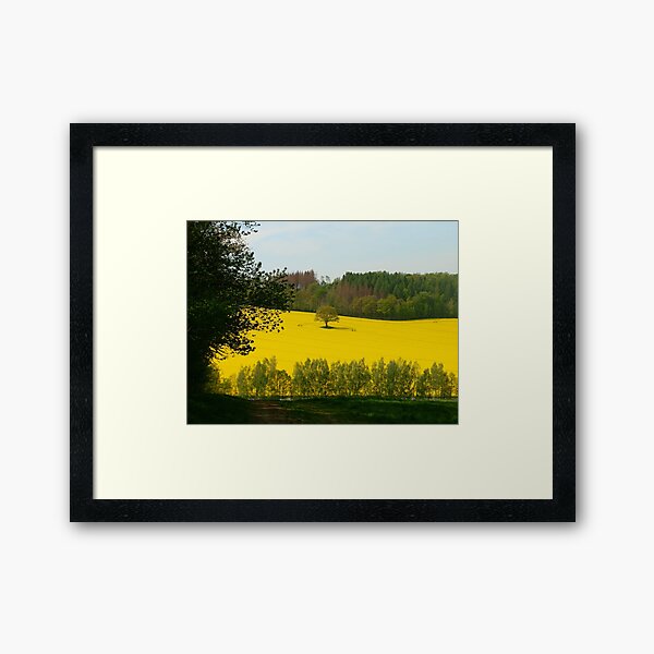 Rapeseed field in spring Framed Art Print