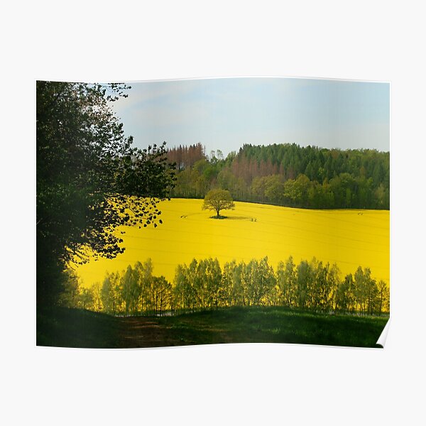 Rapeseed field in spring Poster