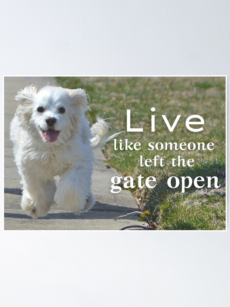 Live like someone left the gate open, Funny Inspirational Quote, Running Dog, Fluffy White Dog, Dog Lover Live like someone left the gate open, Funny Inspirational Quote, Running Dog, Fluffy White Dog, Dog Lover