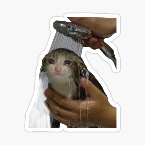 "Sad cat showers" Sticker for Sale by Kinzughi Redbubble