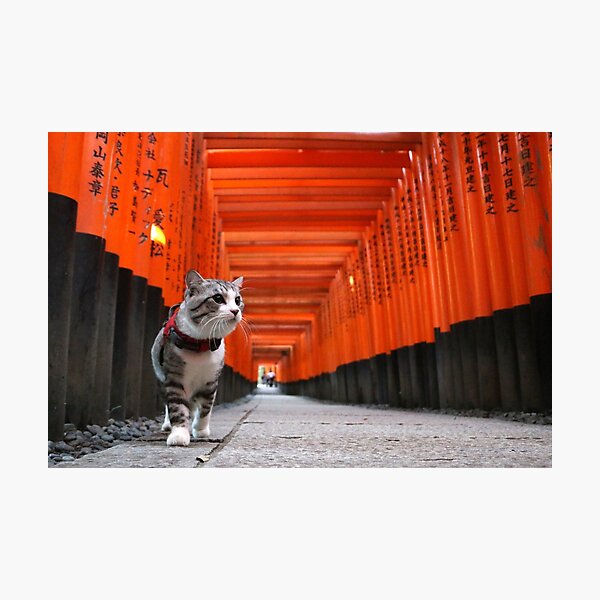 Cat to walk the Fushimi Inari Photographic Print