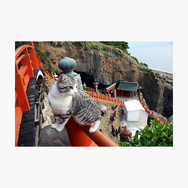 Cats will visit the shrine Photographic Print