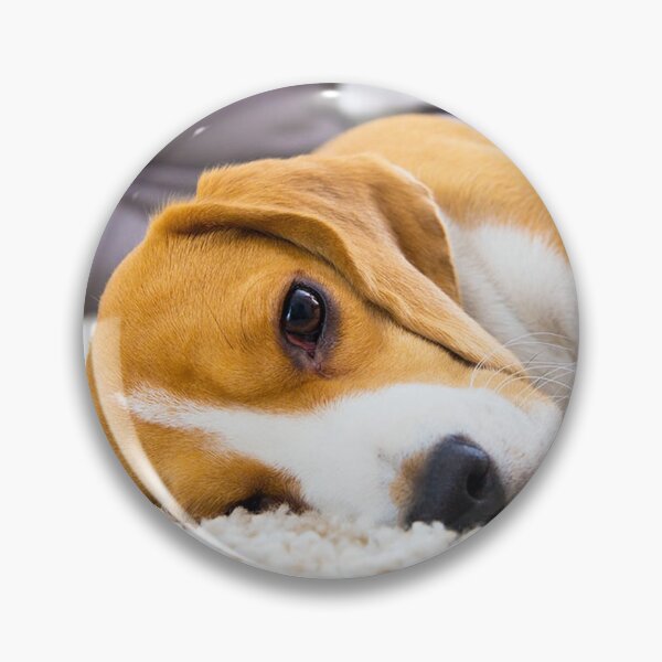 Item preview, sleeping Beagle dog portrait dogs pet pets puppy art cute Beagles  designed and sold by Coolstuff4you71.