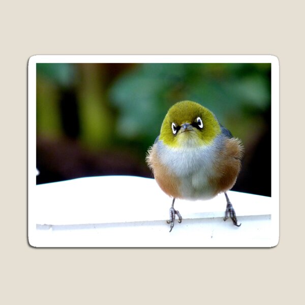 Little boy lost! - Silvereye - Wax Eye - New Zealand Magnet