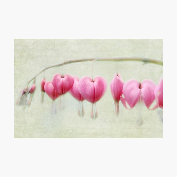 Bleeding Heart flowers Photographic Print