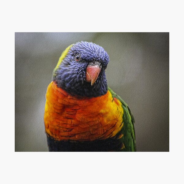 Natures rainbow. Photographic Print