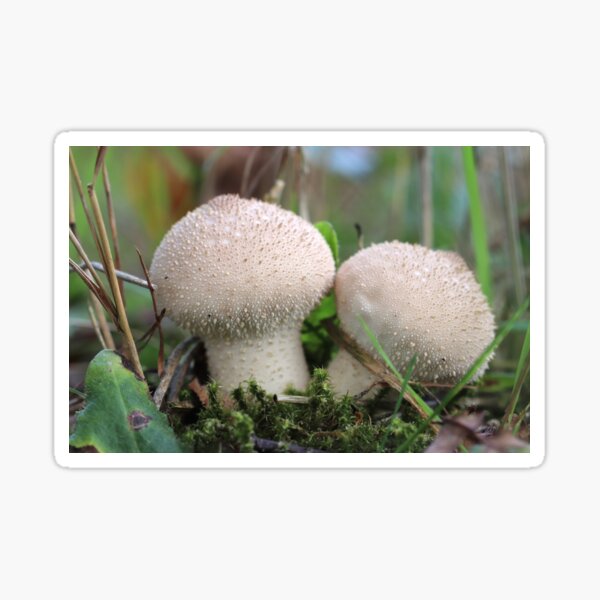 Item preview, Puffball designed and sold by cuprum.