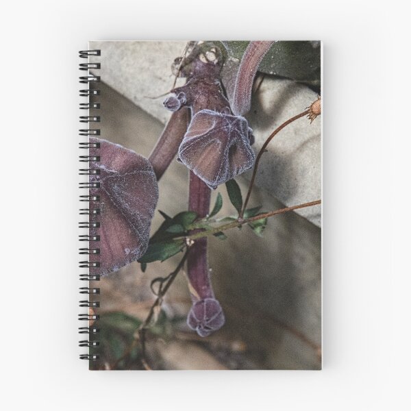 Item preview, New cactus buds Leith Park Victoria 20151202 0776     designed and sold by Fred Mitchell.