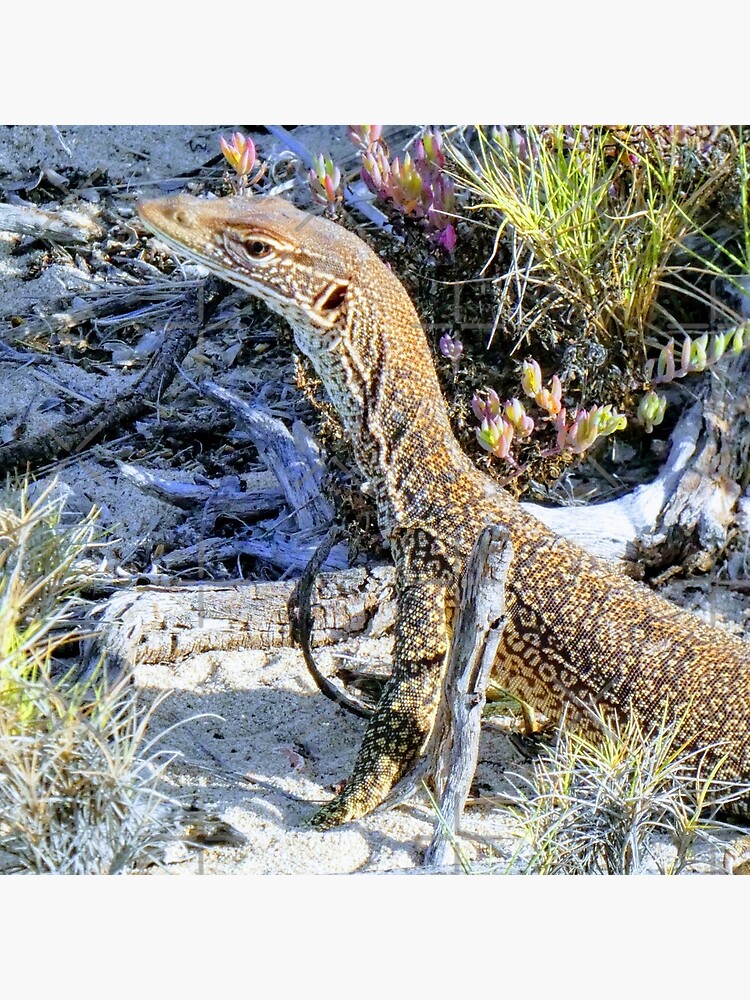 Perentie Australian Lizard by snibbo71