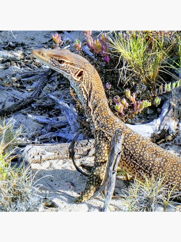 Perentie Australian Lizard by snibbo71