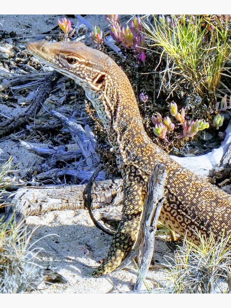 Perentie Australian Lizard by snibbo71
