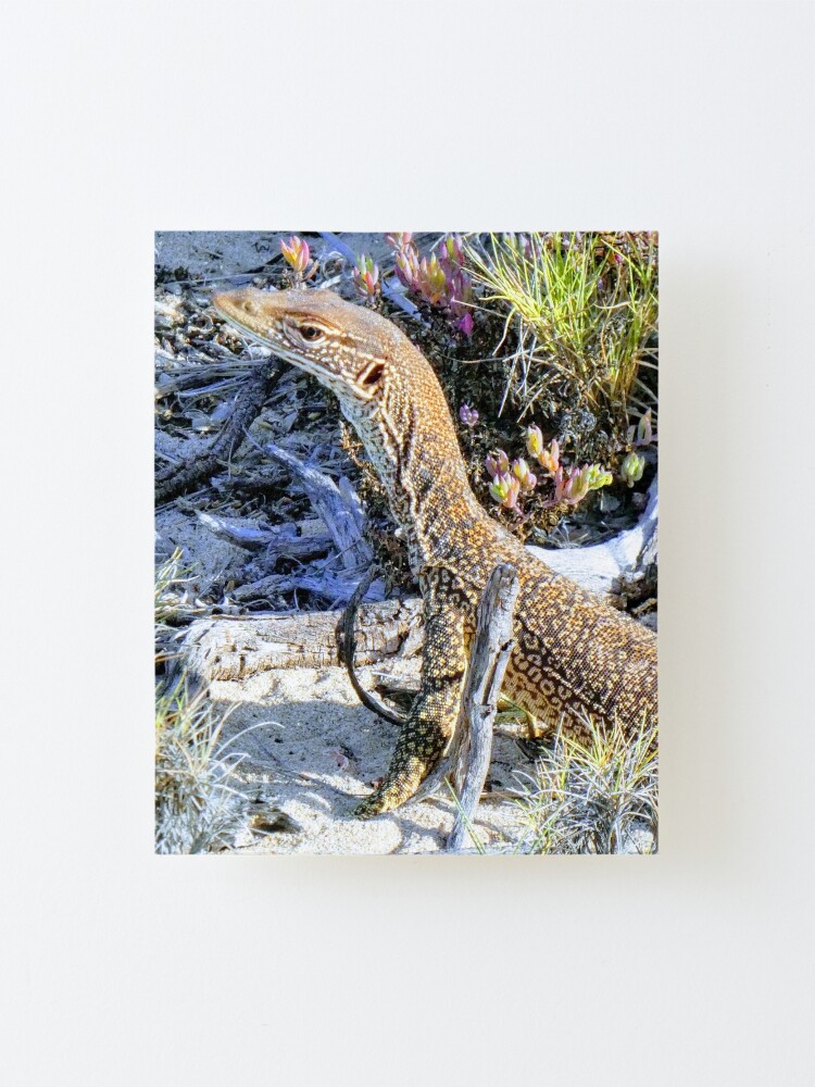 Alternate view of Perentie Australian Lizard Mounted Print