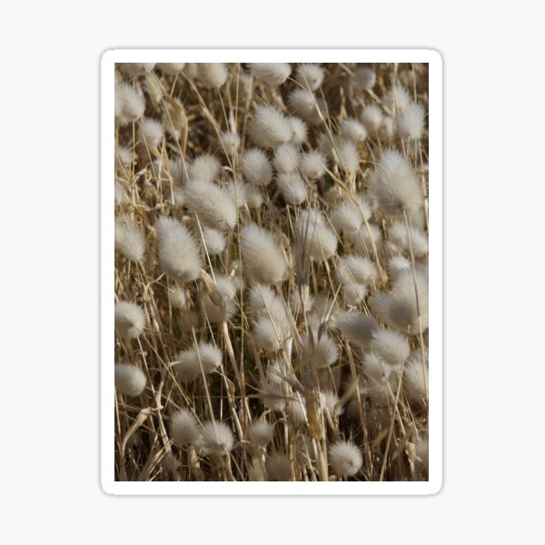Fluff and Stuff at Magpie Springs by Avril Thomas Sticker