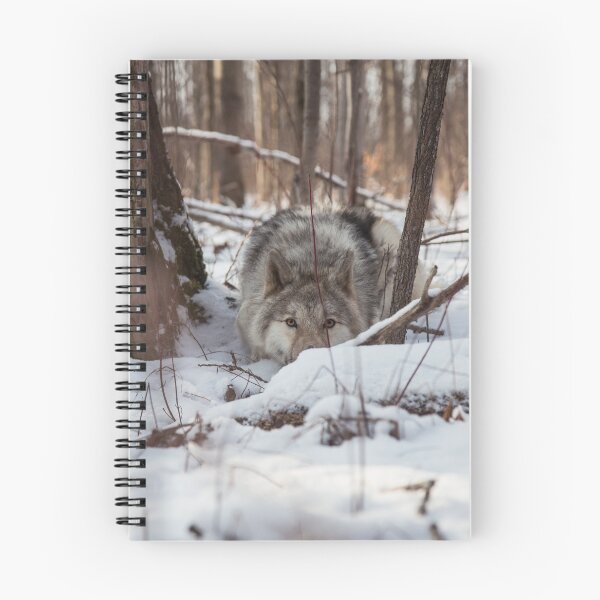 Aperçu de l'œuvre Loup des bois créée et vendue par mrdarcyryan.