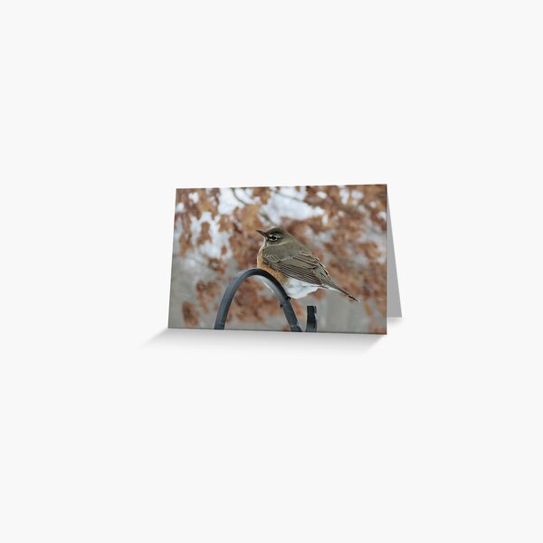American Robin in a Winter Snow Storm Greeting Card Greeting Card