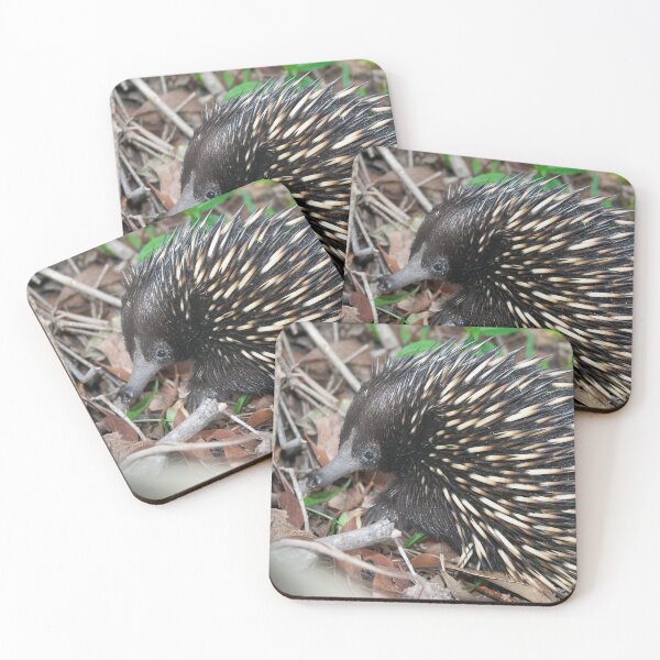 Item preview, Echidna ~ A face that's seldom seen designed and sold by Robert Elliott.
