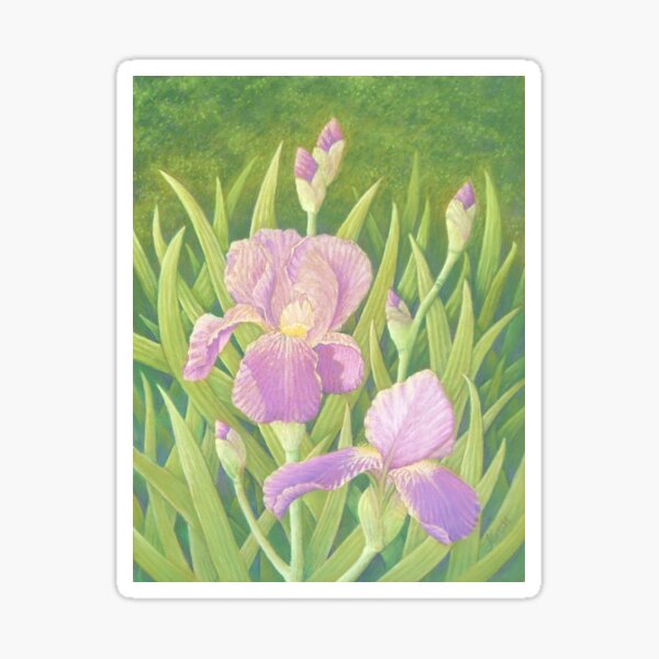 Irises, Wisley Gardens, Surrey Sticker