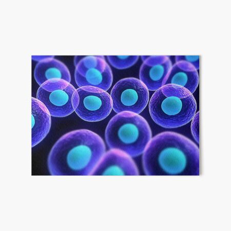 Adult stem cells are thought to be the body&#39;s natural repair system. #FactualFriday #StemCells #HeartDisease Art Board Print