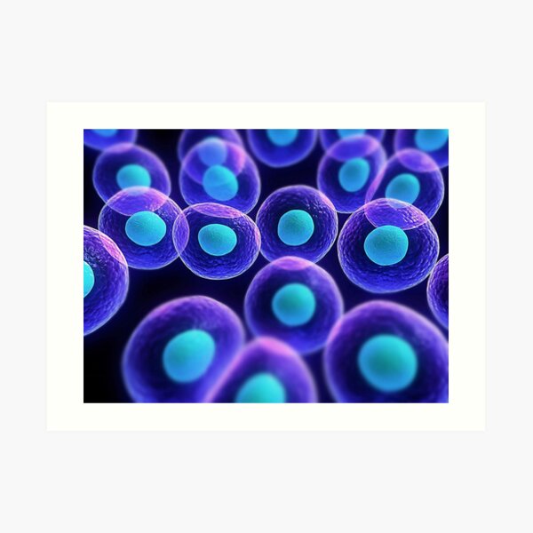 Adult stem cells are thought to be the body&#39;s natural repair system. #FactualFriday #StemCells #HeartDisease Art Print