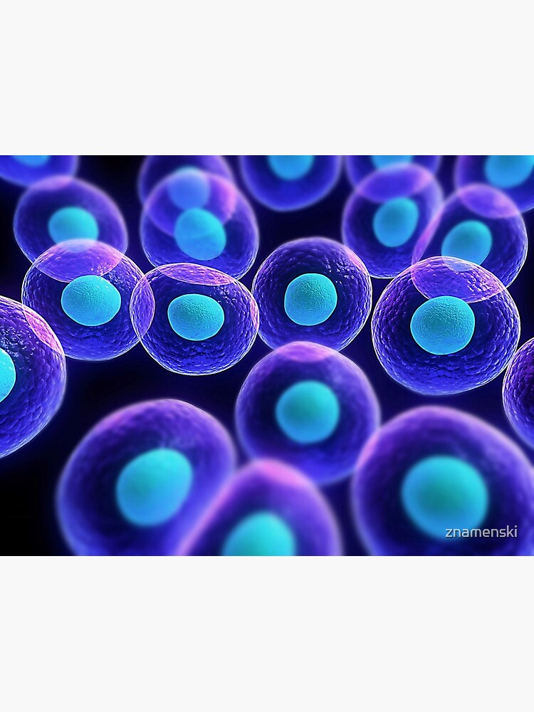 Adult stem cells are thought to be the body's natural repair system. #FactualFriday #StemCells #HeartDisease by znamenski