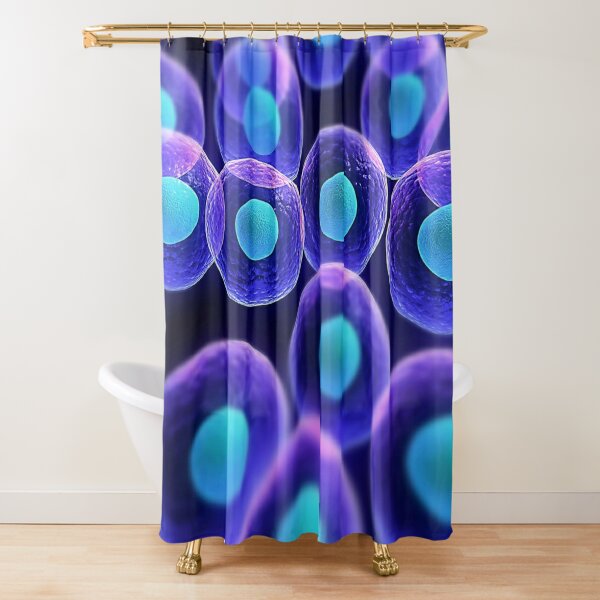 Adult stem cells are thought to be the body&#39;s natural repair system. #FactualFriday #StemCells #HeartDisease Shower Curtain