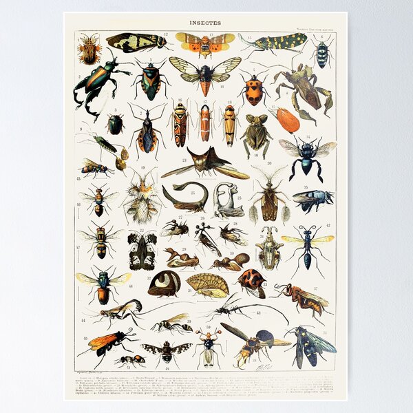 Item preview, Witchy Vintage Bug Poster I designed and sold by Aimee McCurdy.