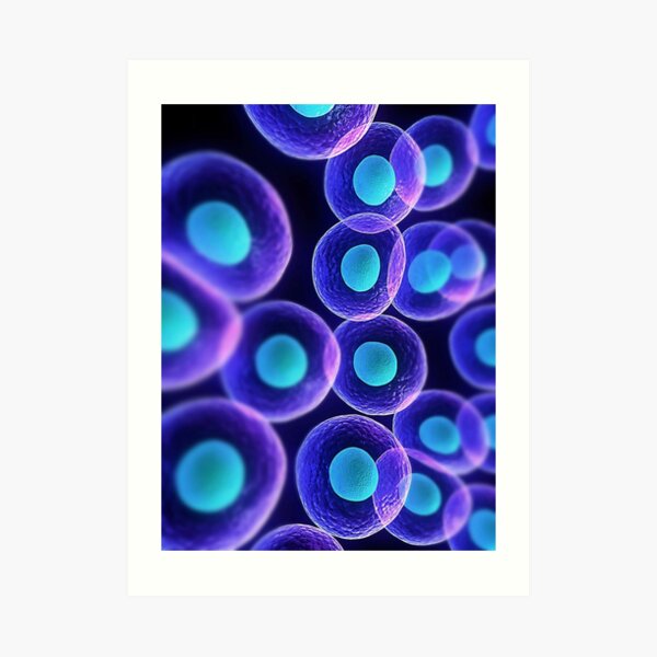 Adult stem cells are thought to be the body&#39;s natural repair system. #FactualFriday #StemCells #HeartDisease Art Print