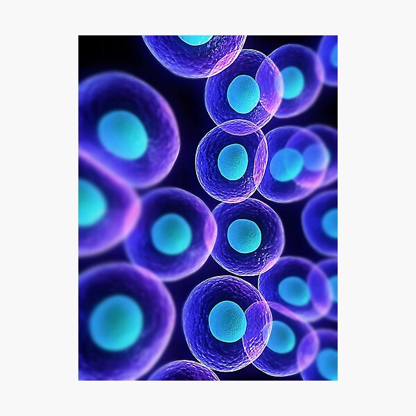 Adult stem cells are thought to be the body&#39;s natural repair system. #FactualFriday #StemCells #HeartDisease Photographic Print