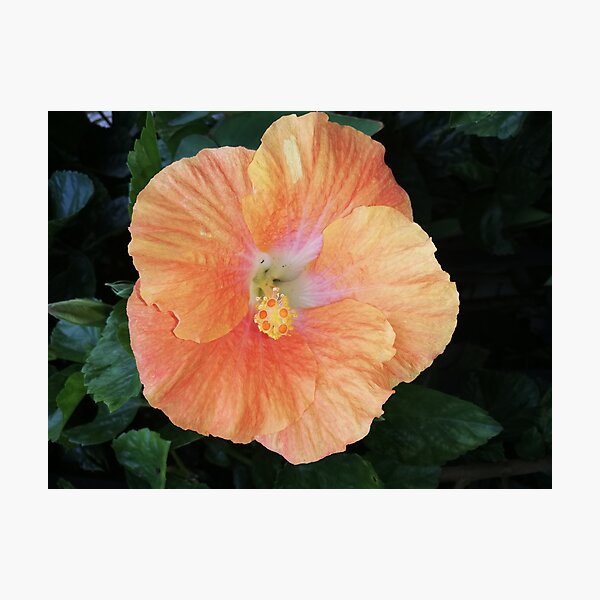 Hibiscus Rosa Sinensis Wall Art for Sale | Redbubble