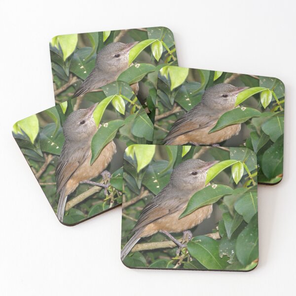Item preview, Little Shrike-thrush  designed and sold by Robert Elliott.