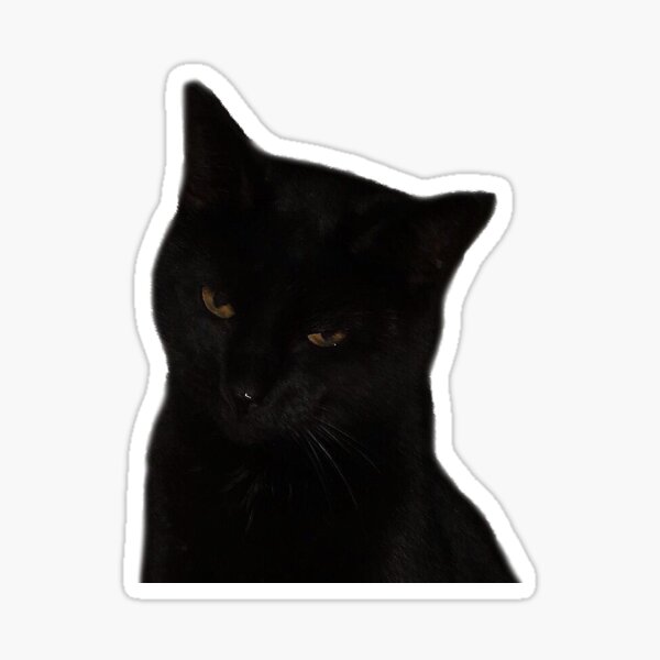 grave-fish468: dark academia cat icon coffee