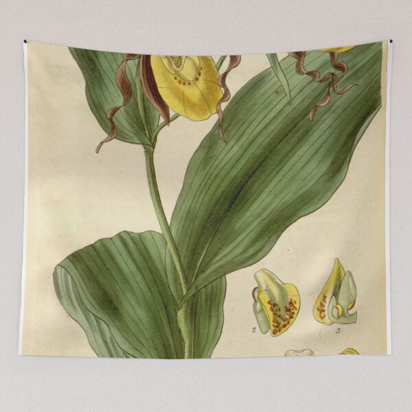 Item preview, Cypripedium parviflorum Curtis' 57 (N.S. 4) pl. 3024 (1830) designed and sold by EsotericBotanic.