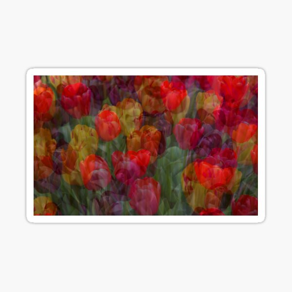 Tulips Sticker