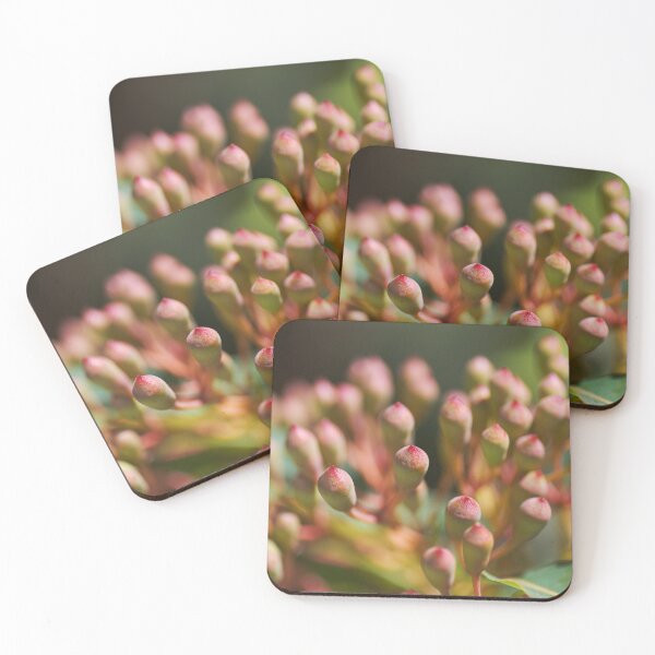 Item preview, Eucalyptus Corymbia Ficifolia Buds  designed and sold by Joy Watson - Natural Light Photography .
