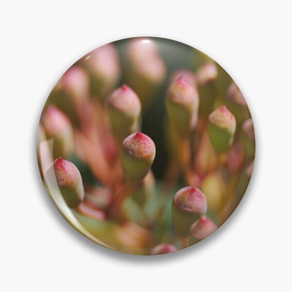 Item preview, Eucalyptus Corymbia Ficifolia Buds  designed and sold by Joy Watson - Natural Light Photography .