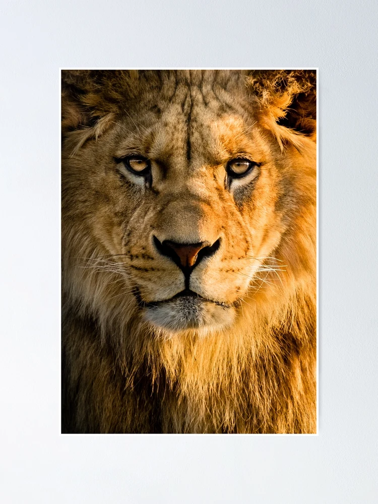 Lionページ Fierce Lion 