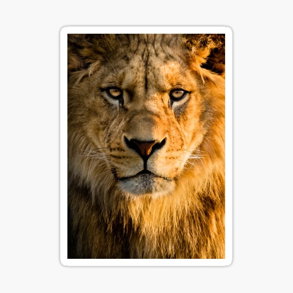 Item preview, Fierce Lion  designed and sold by newburyboutique.