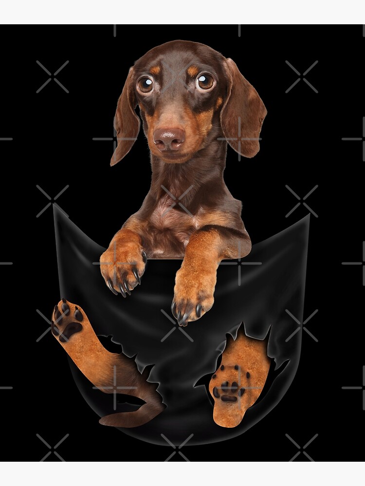 Cute Dachshund Puppy In The Pocket Shirt Pet Wiener Dog Lovers ...