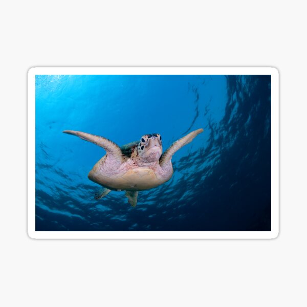 Green Turtle, Sipadan, Sabah, Malaysia Sticker