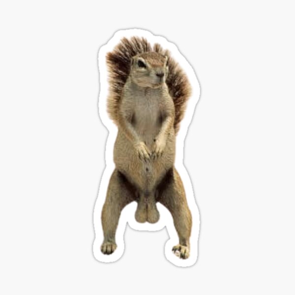 "Funny testicles squirell" Sticker for Sale by Merchmanga Redbubble