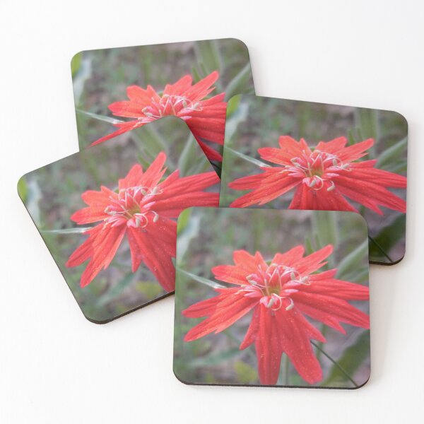 Item preview, Indian Pink designed and sold by Chris Gudger.
