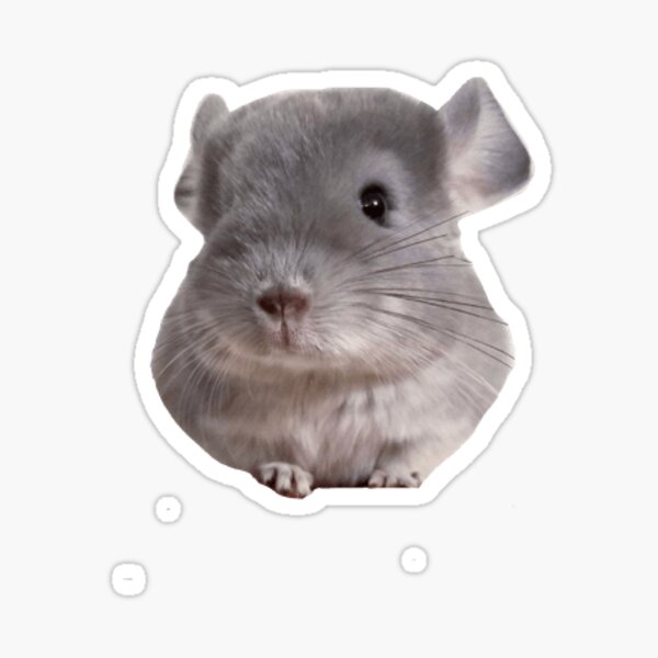 Grey Chinchilla Stickers Redbubble