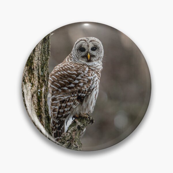 Item preview, Barred Owl In Tree designed and sold by Michael Cummings.