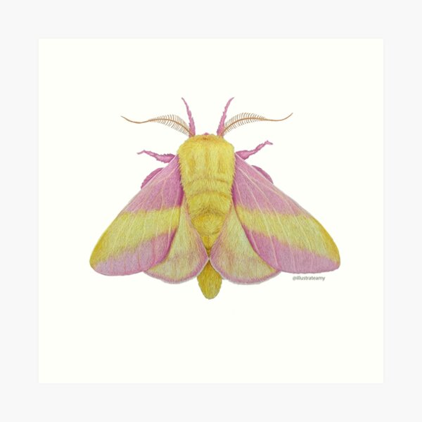 Paper Rosy Maple Moth - Moth & Myth